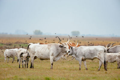 Cows standing on grassy field against clear sky