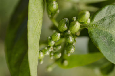 Close-up of raindrops on plant