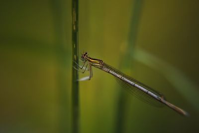 Close-up of insect on blade of grass