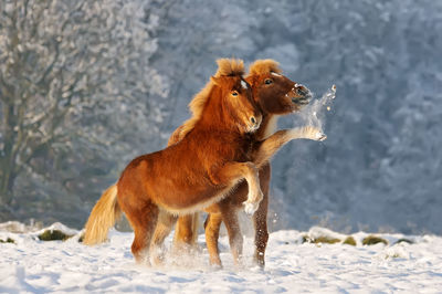 Full length of horses playing with snow against trees