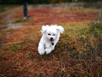 Portrait of white dog on field