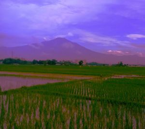 Scenic view of rice field against sky