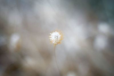 Close-up of dandelion flower