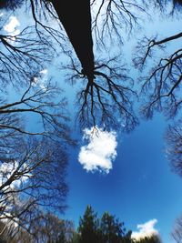Low angle view of bare trees against sky