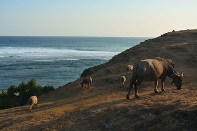 Horses grazing on beach