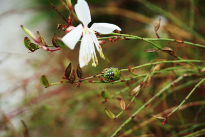 Close-up of insect on flower