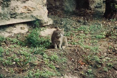 Cat on field in forest