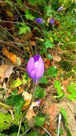 Close-up of purple crocus flowers on field