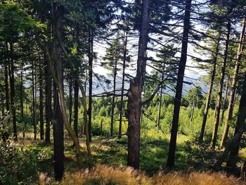 Pine trees in forest