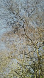 Low angle view of bare tree against sky