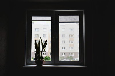 Potted plant on window sill at home