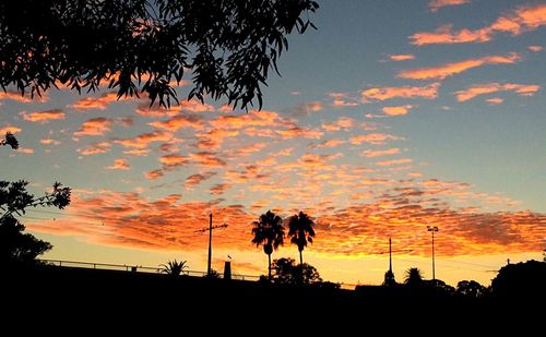 Silhouette of trees at sunset