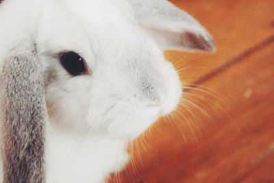 Close-up of white dog