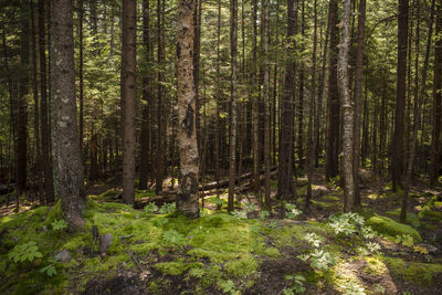 Pine trees in forest