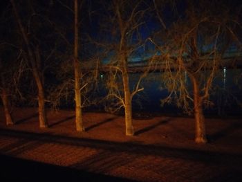 View of bare trees in the dark