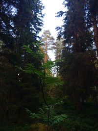 Trees in forest