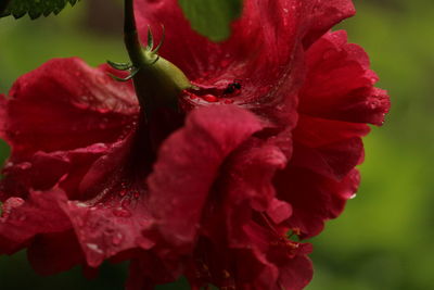 Close-up of wet red rose flower