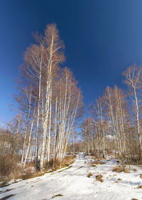 Bare trees on snow covered land against blue sky
