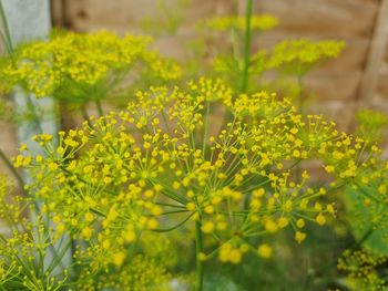 Close-up of yellow flowering plant