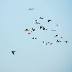 Low angle view of birds flying in sky