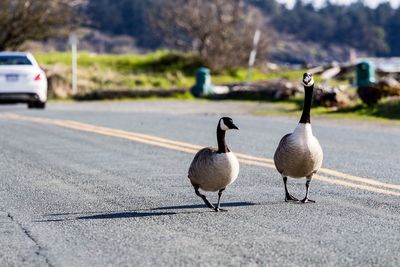Canada geese on road