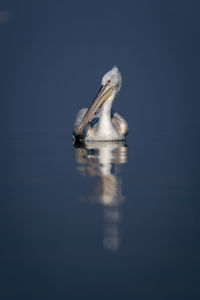 Close-up of pelican on lake