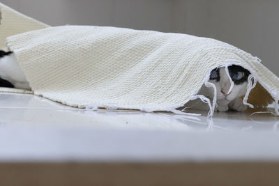 Close-up of white animal on table at home