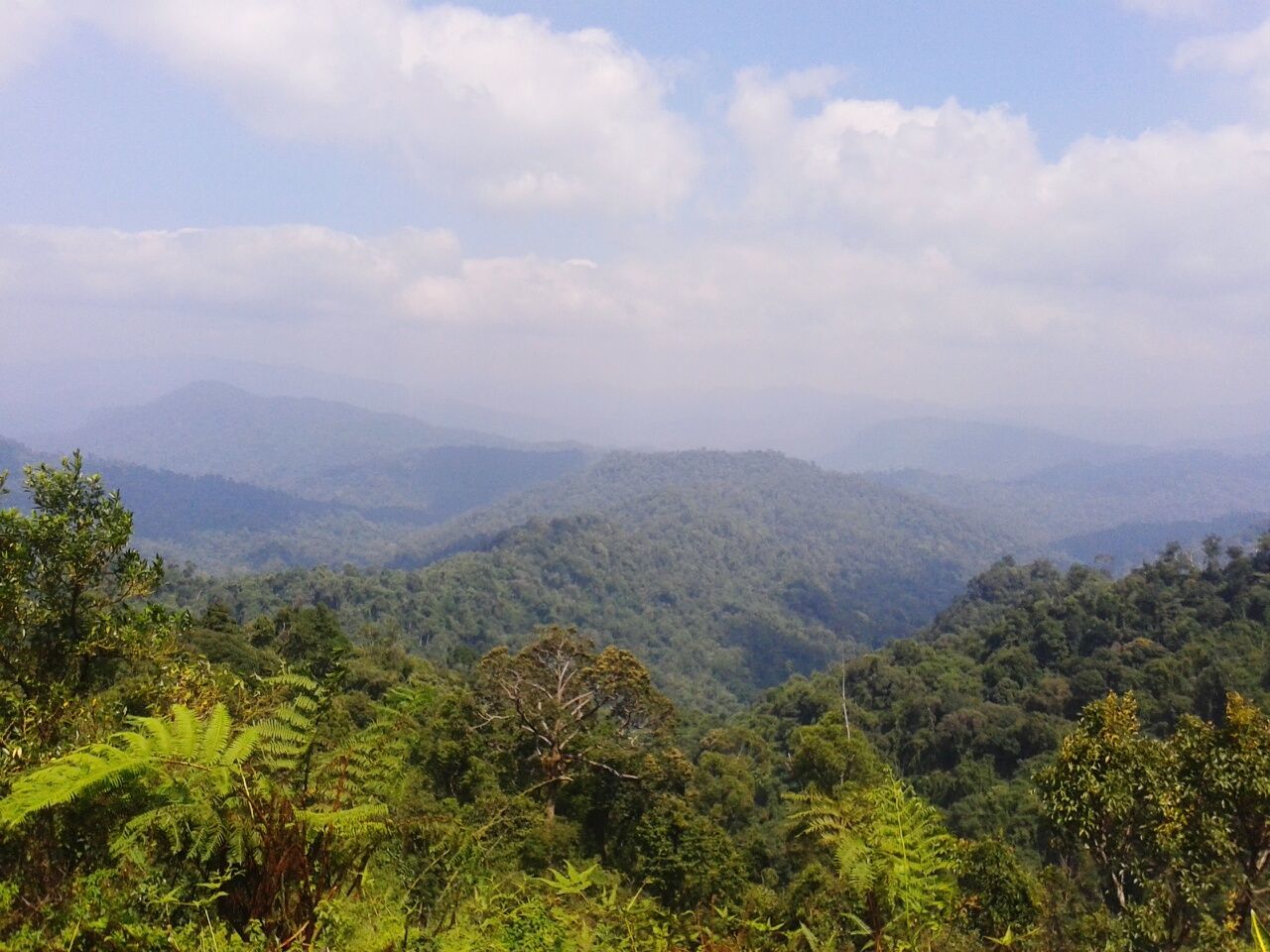 tranquil scene, tranquility, tree, scenics, mountain, beauty in nature, sky, nature, landscape, green color, lush foliage, growth, non-urban scene, idyllic, forest, high angle view, mountain range, cloud - sky, cloud, day