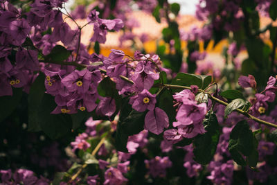 Close-up of purple flowers blooming outdoors