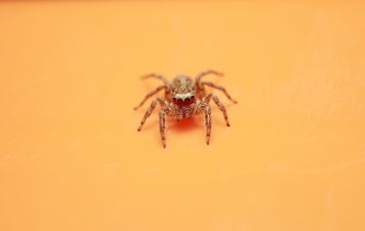 Close-up of spider