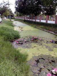 High angle view of flowering plants in park