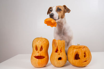 Jack russell terrier dog holding a jack-o-lantern pumpkin hat on a white background