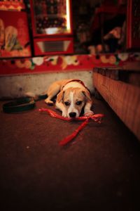 Portrait of dog lying at home