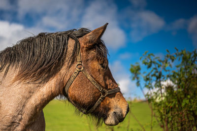 Close-up of a horse on field against sky