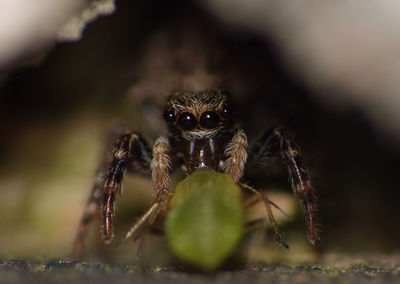 Close-up of spider