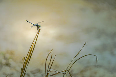 Close-up of dragonfly on plant