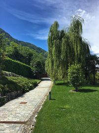 Footpath amidst trees against sky