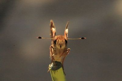 Close-up of grasshopper