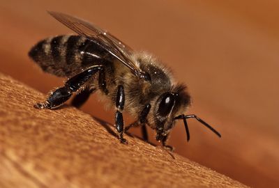 Close-up of bee