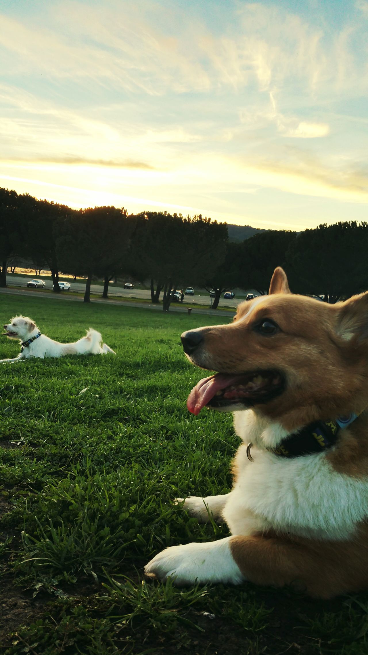 Peña Adobe Park