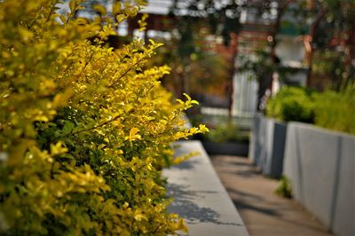 Yellow flowering plant on footpath
