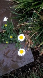 Close-up of yellow flowers