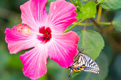 Close-up of butterfly pollinating on pink flower