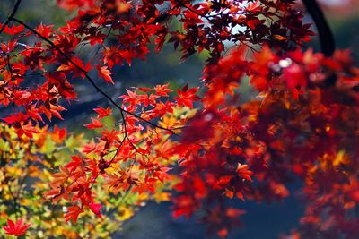 Close-up of maple leaves on tree