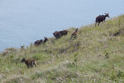 High angle view of sheep on field