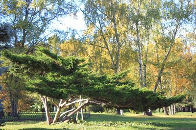 Trees in park during autumn