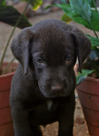 Close-up portrait of puppy