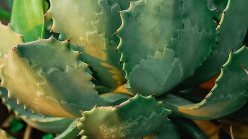 Full frame shot of succulent plant