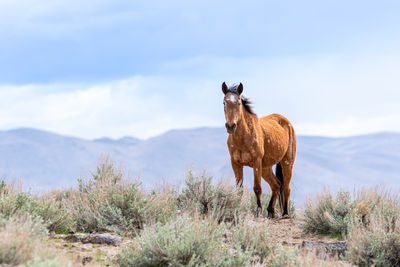 Close-up portrait of a beautiful wild mustang horse in the nevada desert near reno.