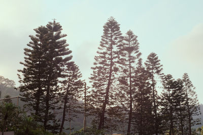 Low angle view of pine trees against sky